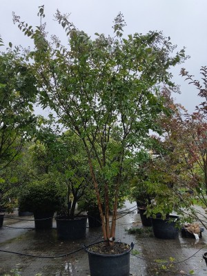 Afbeelding Indischer Flieder ‘Natchez’ - Lagerstroemia 'Natchez'