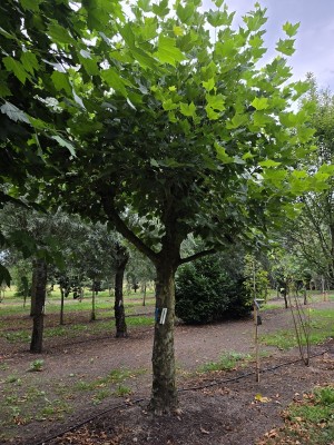 Afbeelding Plataan - Platanus hispanica dak of knotvorm