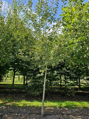 Afbeelding Sappige handappel Lombarts - Malus domestica 'Lombarts'