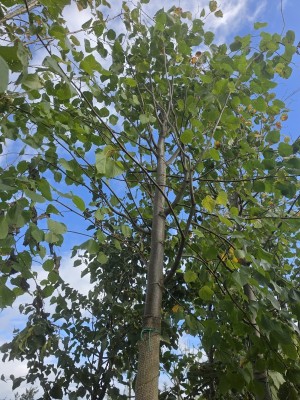 Afbeelding Kaiserlinde - Tilia x europaea 'Pallida'