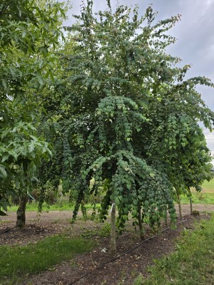 Afbeelding Katsurabaum oder Kuchenbaum - Cercidiphyllum japonicum