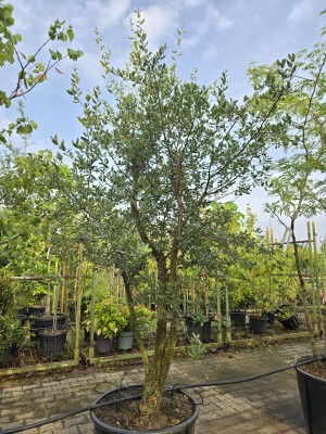 Afbeelding Korkeiche - Quercus Suber