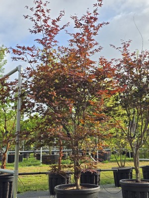 Afbeelding Japanischer Ahorn - Acer palmatum 'Red Emperor'