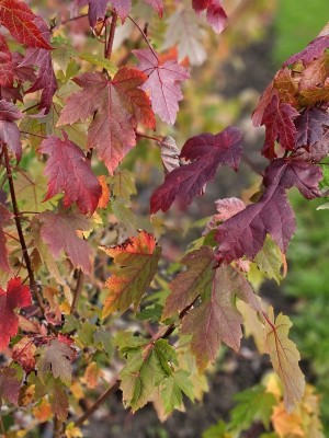 Afbeelding Esdoorn met mooie herfstkleuren - Acer x freemanii 'Autumn Blaze'