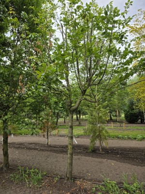 Afbeelding Zuilvormige haagbeuken op stam - Carpinus betulus 'Frans Fontaine'   (Fastigiata)