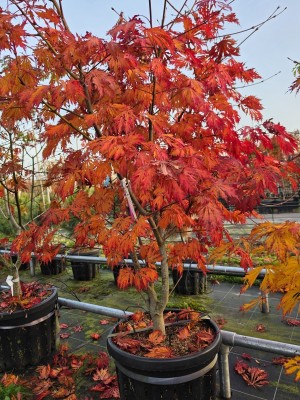 Afbeelding Japanischer Ahorn 'Tanzender Pfau' - Acer japonicum 'Aconitifolium'
