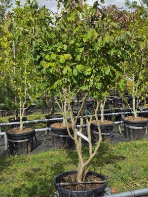 Afbeelding Perzisch IJzerhout - Parrotia persica