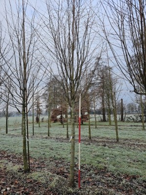 Afbeelding Katsuraboom of koekjesboom - Cercidiphyllum japonicum
