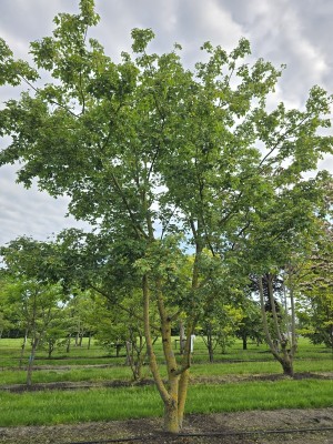 Afbeelding Veldesdoorn als klimboom, klauterboom of speelboom - Acer campestre