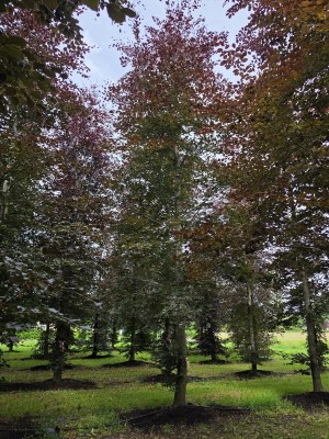 Afbeelding Rode beuk - Fagus sylvatica 'Atropunicea'