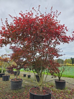 Afbeelding Japanischer Ahorn - Acer palmatum Masu-kagami
