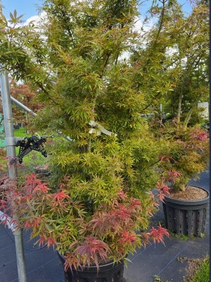 Afbeelding Japanse esdoorn met donkerrood blad - Acer palmatum 'Jerre Schwartz'