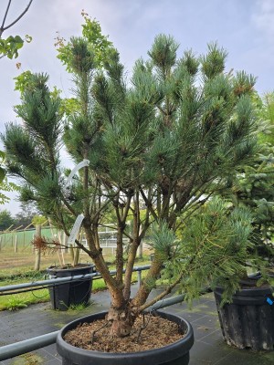 Afbeelding Zwergkiefer - Pinus sylvestris 'Watereri'