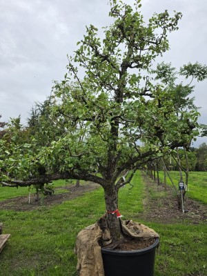 Afbeelding Peer 'Conference' laagstam solitair - Pyrus c. 'Conference'