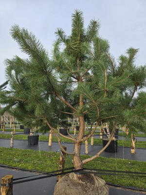 Afbeelding Grove Den , Vlieg Den - Pinus sylvestris