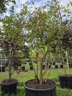 Afbeelding Große Blaubeere - Vaccinium corymbosum 'Bluecrop'