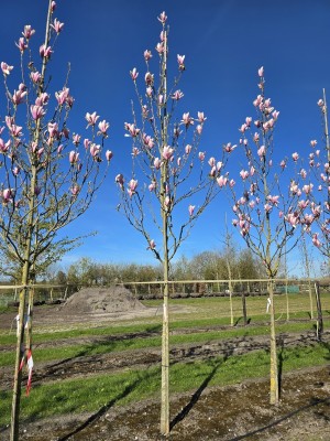 Afbeelding Magnolia Heaven Scent - Magnolia 'Heaven Scent'