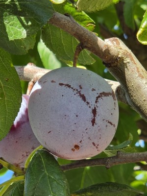 Afbeelding Pruimenboom - Prunus domestica d' Althan