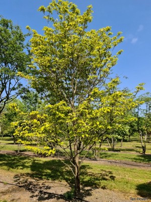 Afbeelding Veelbloemige Kornoelje - Cornus Florida 'Rainbow'