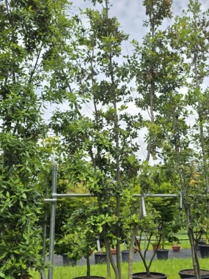 Afbeelding Steeneik - Quercus ilex