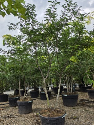 Afbeelding Valse Christusdoorn - Gleditsia triacanthos ‘Sunburst'