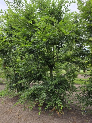 Afbeelding Inheemse haagbeuk als speelboom - Carpinus betulus