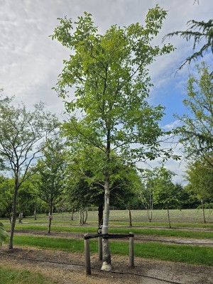 Afbeelding Walnoot - Juglans regia