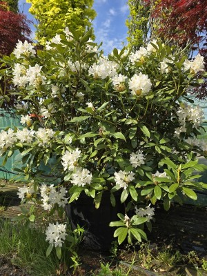 Afbeelding Rododendron met wit-roze bloei - Rhododendron 'Cunningham's White'