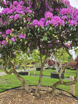 Afbeelding paarse rhododendron - Rhododendron Roseum Elegans