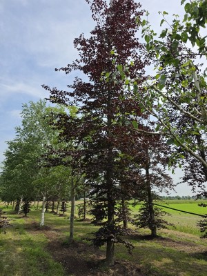 Afbeelding Rode Beuk - Fagus sylvatica 'Atropunicea'