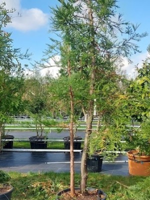 Afbeelding Kustmammoetboom - Sequoia sempervirens 'Illa Martin'