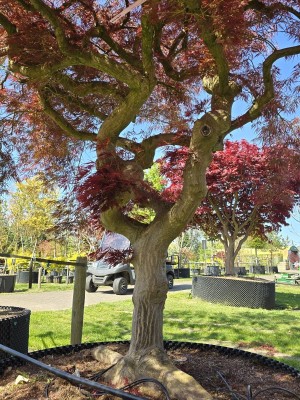 Afbeelding Japanse esdoorn - Acer palmatum 'Dragon Fire'
