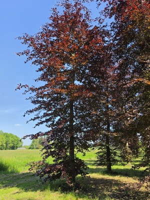 Afbeelding Rode beuk - Fagus sylvatica 'Atropunicea'
