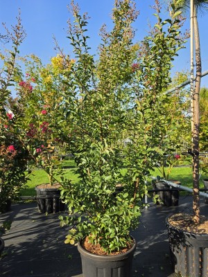 Afbeelding Indische sering met rode bloei - Lagerstroemia indica 'Tuscarora'
