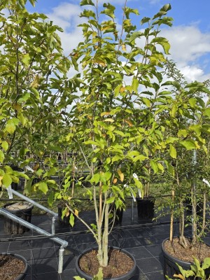 Afbeelding Magnolia - Magnolia soulangeana 'Heaven Scent'