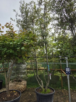 Afbeelding Steeneik meerstam - Quercus ilex
