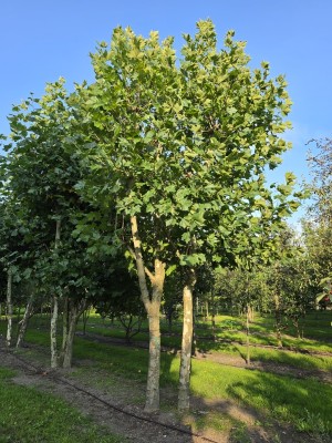 Afbeelding Plataan 2 stam als dakvorm - Platanus x Hispanica