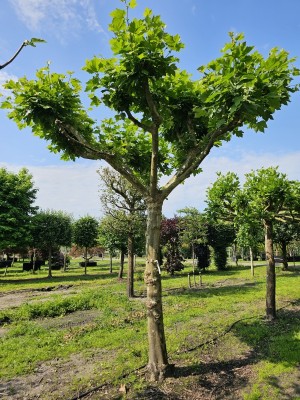 Afbeelding Dachplatane, Schirmplatane - Platanus x hispanica