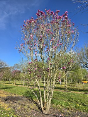 Afbeelding Magnolie - Magnolia liliiflora 'Nigra'