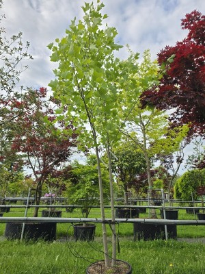 Afbeelding Tulpenboom - Liriodendron tulipifera