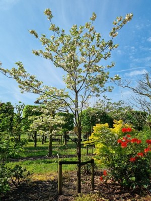 Afbeelding Amerikanischer Hartriegel - Cornus florida