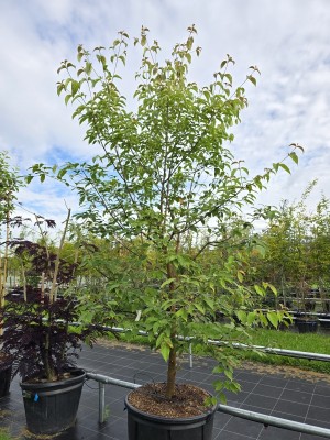 Afbeelding Japanse Grootbloemige Kornoelje - Cornus kousa 'Norman Hadden'