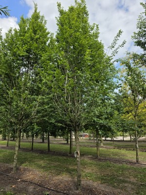 Afbeelding Zuilvormige haagbeuken op stam - Carpinus betulus 'Frans Fontaine'   (Fastigiata)