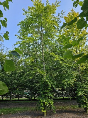 Afbeelding Gewone beuk - Fagus sylvatica