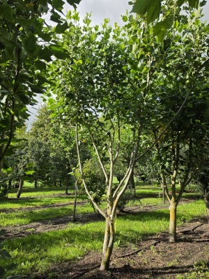 Afbeelding Amerikanischer Tulpenbaum - Liriodendron tulipifera 'Aureomarginatum'
