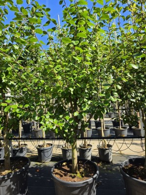 Afbeelding Pruim - Prunus domestica 'President'