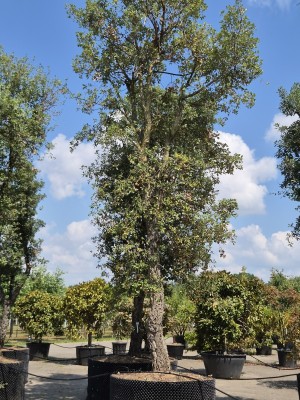 Afbeelding Kurkeik - Quercus Suber
