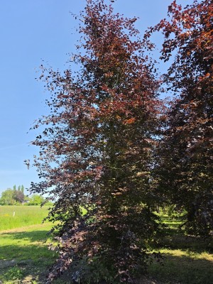 Afbeelding Rode beuk - Fagus sylvatica 'Atropunicea'