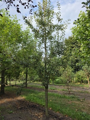 Afbeelding Handpeer - Pyrus communis (handpeer)
