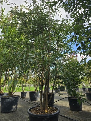 Afbeelding Sierkers - Prunus 'The Bride'